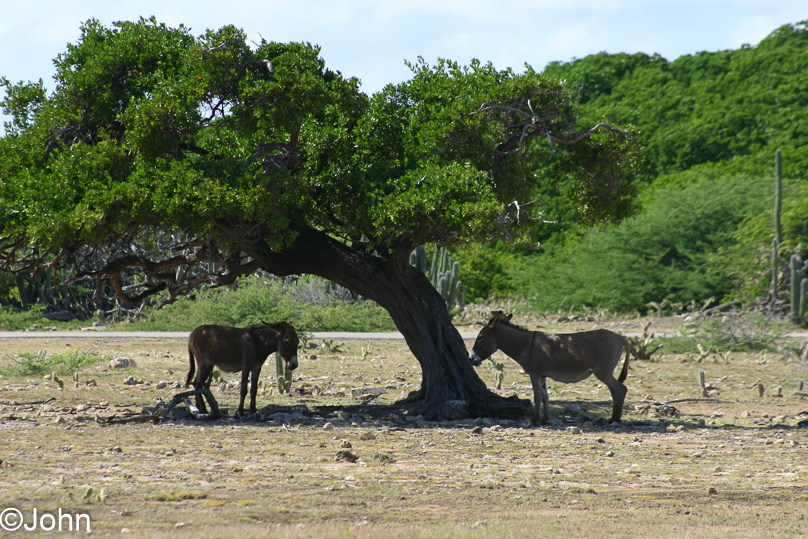Bonaire, Vakantie - 15 februari 2005