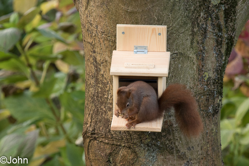 dieren, eekhoorn, tuin - 06 december 2015