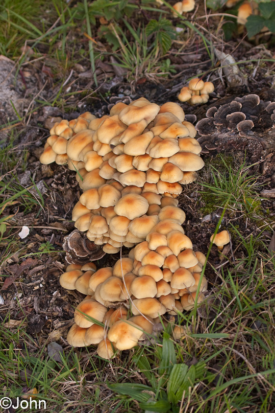 Paddestoel, gewone zwavelkop, tuin - 25 september 2010