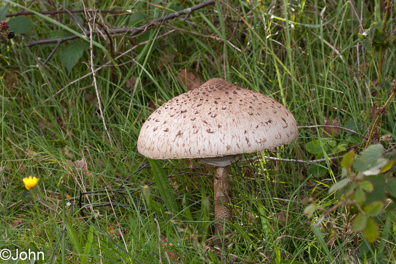 Paddestoel, grote parasolzwam, tuin - 25 september 2010