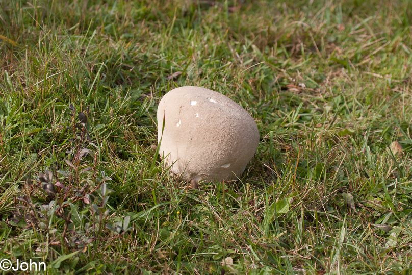 Paddestoel, tuin, zwartwordende bovist - 25 september 2010