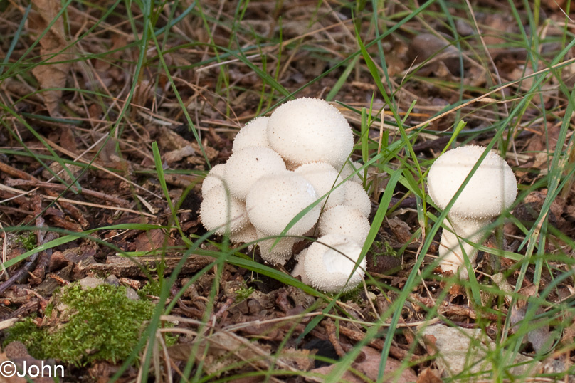 Paddestoel, parelstuifzwam, tuin - 25 september 2010