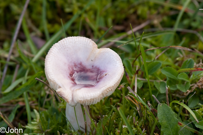 Paddestoel, smakelijke russula, tuin - 25 september 2010