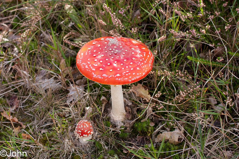 Paddestoel, tuin, vliegenzwam - 25 september 2010