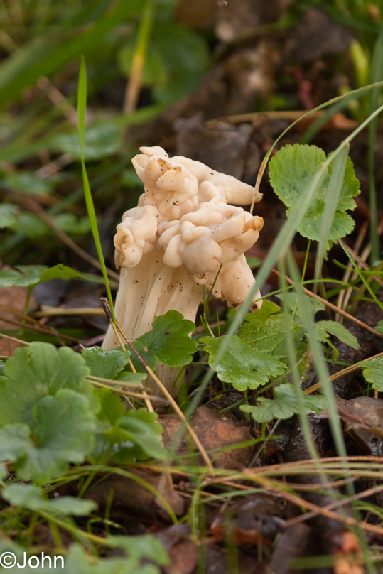 Paddestoel, tuin, witte kluifjeszwam - 26 september 2010