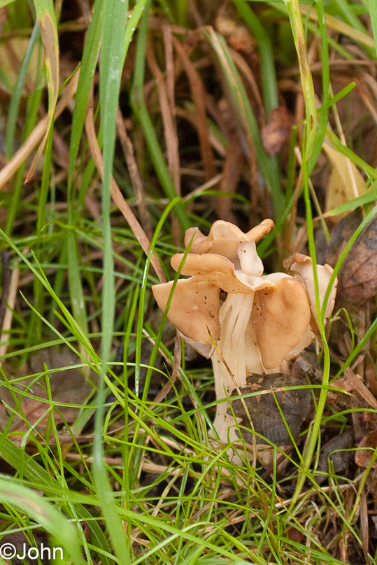 Paddestoel, holsteel kluifjeszwam - 26 september 2010
