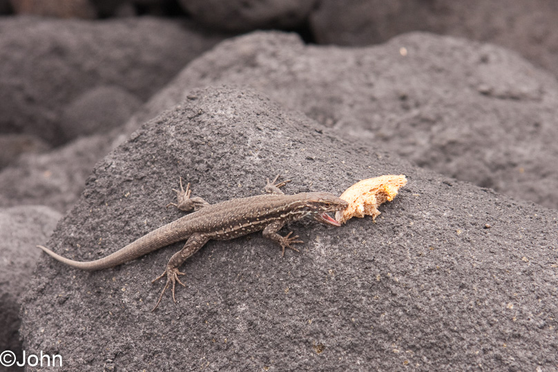 La Palma - 04 maart 2011