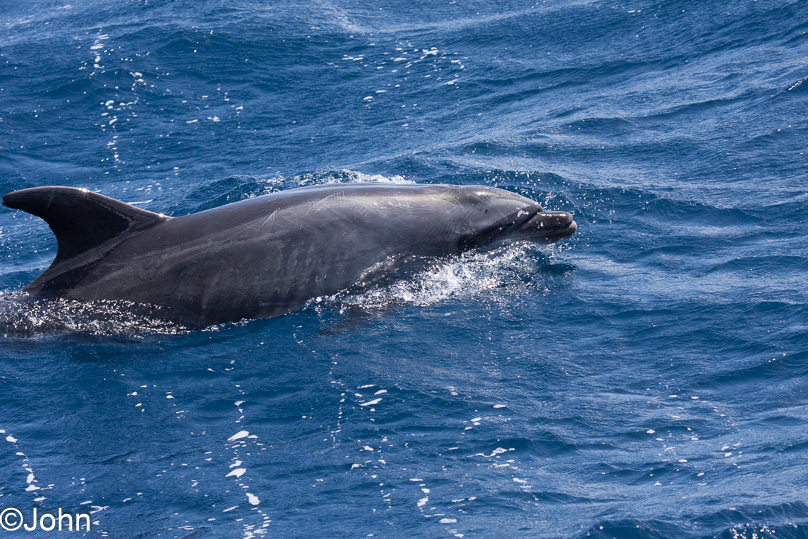La Palma - 08 maart 2011