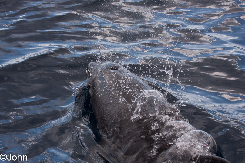 La Palma - 08 maart 2011