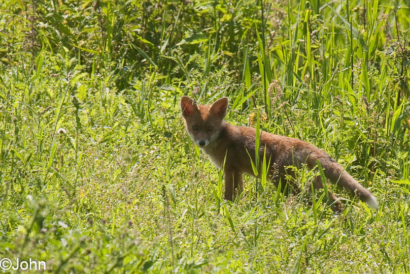 Oostvaarders plassen, dieren, vos - 26 juni 2011