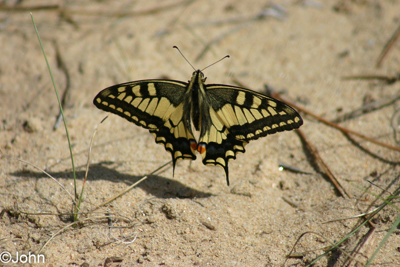 Vakantie, koninginnepage - 08 september 2006