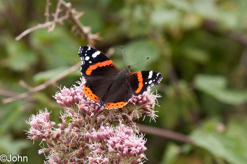 Zeeland, atalanta, dieren - 09 september 2011