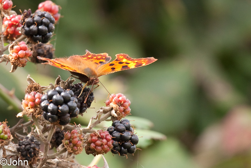 Zeeland, dieren, gehakkelde aurelia - 09 september 2011