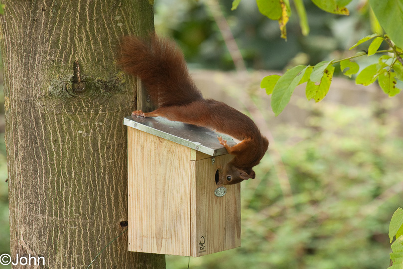 dieren, eekhoorn, tuin - 23 september 2011