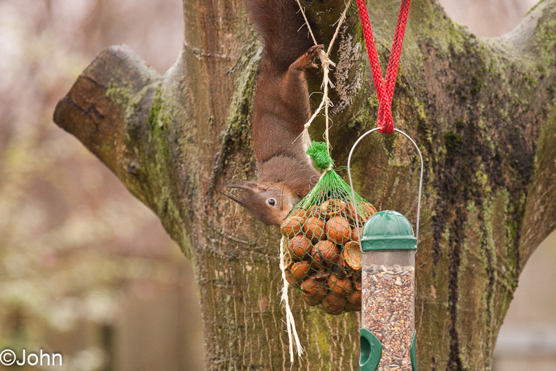 dieren, eekhoorn, tuin - 26 december 2011