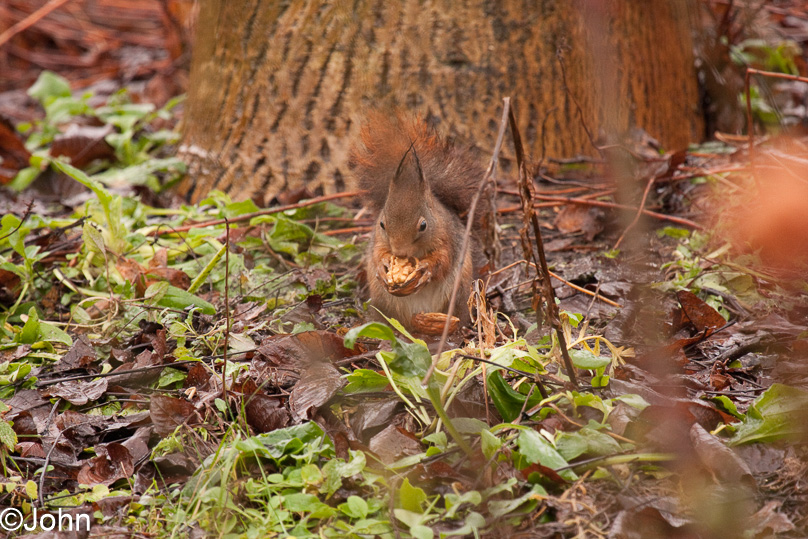 dieren, eekhoorn, tuin - 26 december 2011
