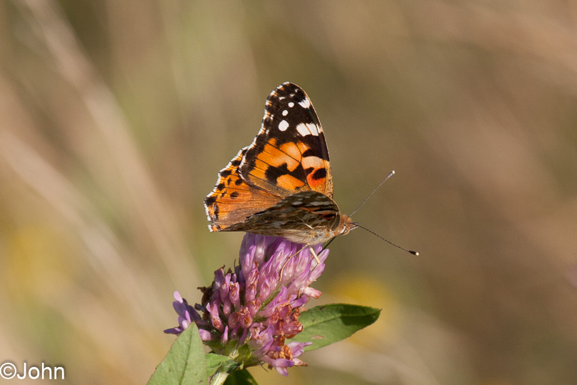 Zeeland, dieren, distelvlinder - 28 augustus 2012