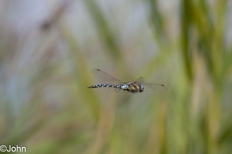 Zeeland, blauwe glazenmaker, dieren - 02 september 2012