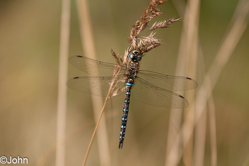 Zeeland, blauwe glazenmaker, dieren - 06 september 2012