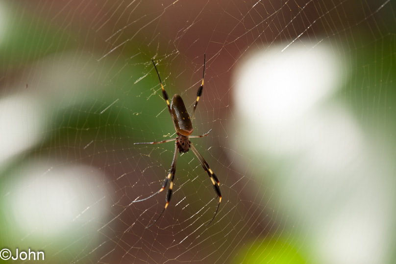 Costa Rica, dieren, golden orb-weaver - 28 februari 2014