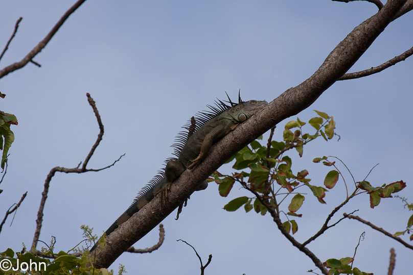 Costa Rica, dieren, green iguana - 01 maart 2014