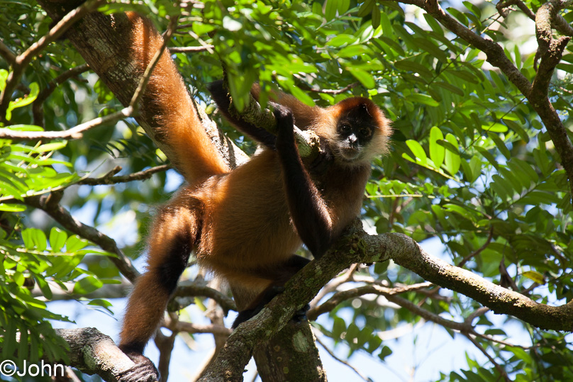Costa Rica, central american spider monkey - 01 maart 2014