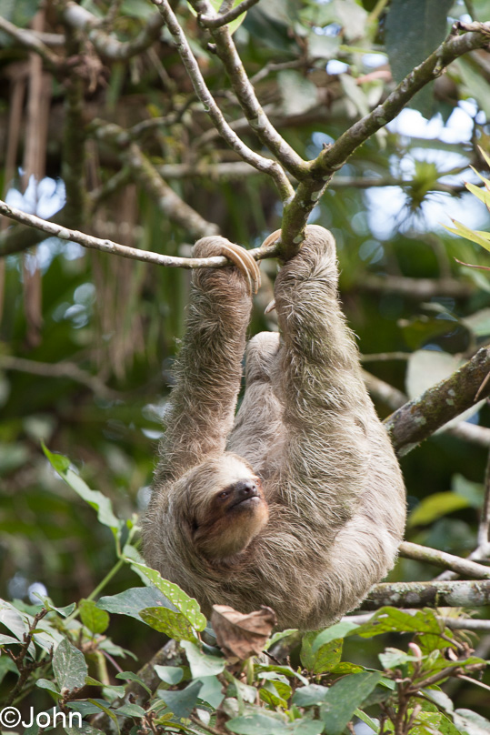 Costa Rica, brown-throated three-toed sloth - 02 maart 2014