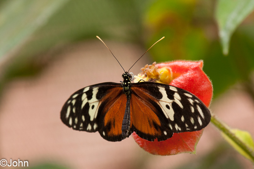Costa Rica, hecale longwing - 03 maart 2014