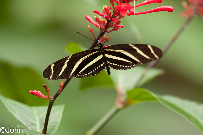 Costa Rica, zebra longwing - 03 maart 2014