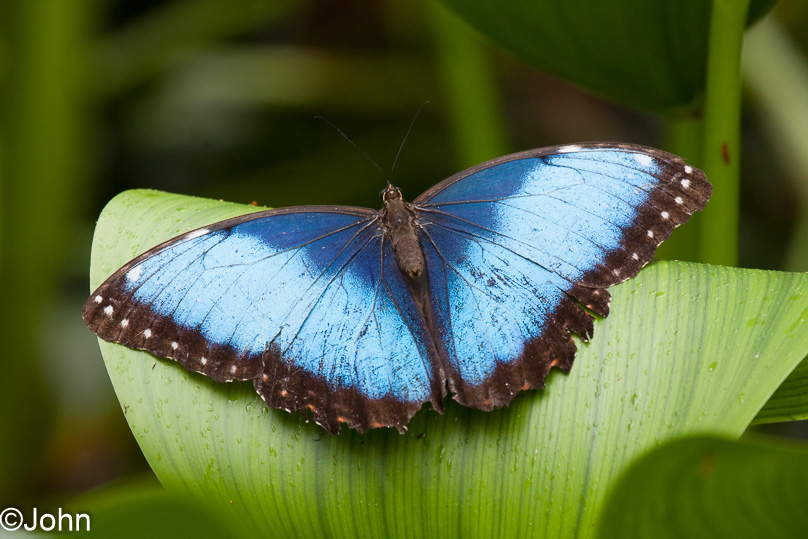 Costa Rica, blue morpho - 03 maart 2014
