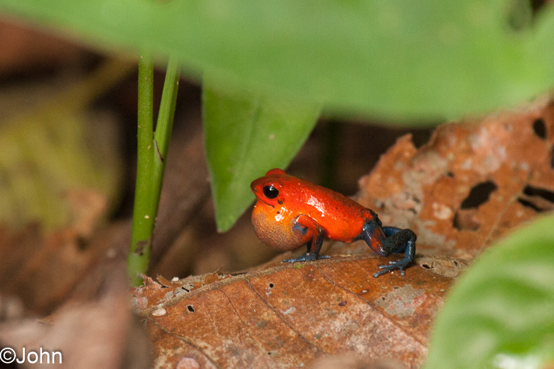 Costa Rica, strawberry poison dart frog - 04 maart 2014