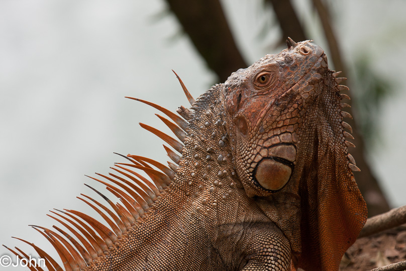 Costa Rica, dieren, green iguana - 05 maart 2014