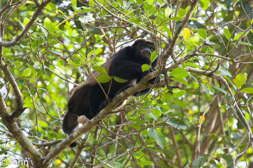 Costa Rica, mantled howler monkey - 07 maart 2014