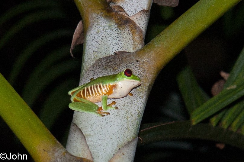 Costa Rica, red-eyed tree frog - 08 maart 2014