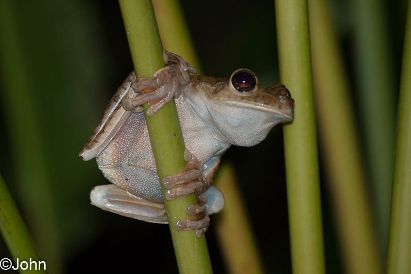 Costa Rica, gladiator tree frog - 09 maart 2014