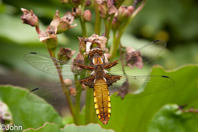 Libel, platbuik, tuin - 16 mei 2009