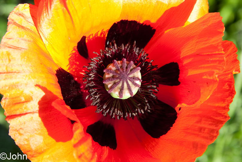 papaver, tuin - 24 mei 2009