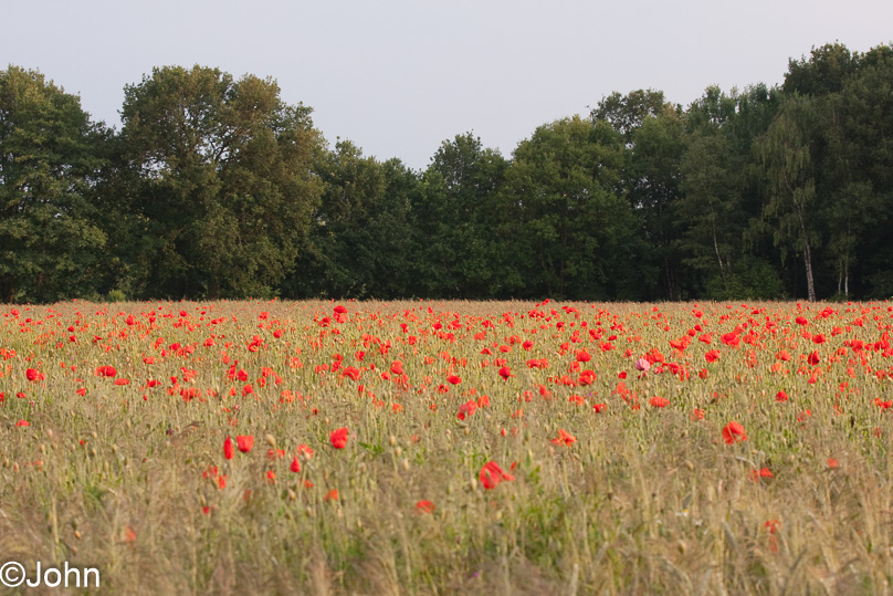 Geldrop, klaproos - 16 juni 2009