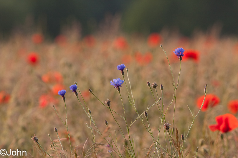 Geldrop, korenbloem - 16 juni 2009