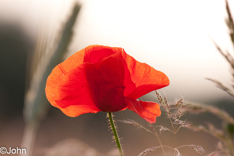 Geldrop, klaproos - 16 juni 2009