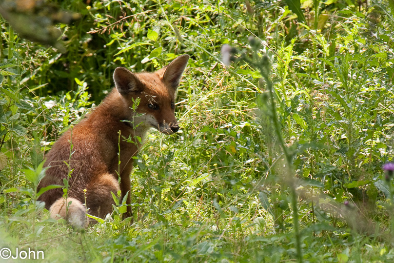 Oostvaarders plassen, dieren, vos - 28 juni 2009