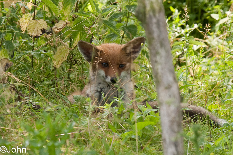 Oostvaarders plassen, dieren, vos - 28 juni 2009