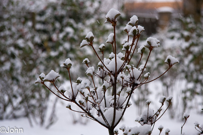 tuin - 20 december 2009