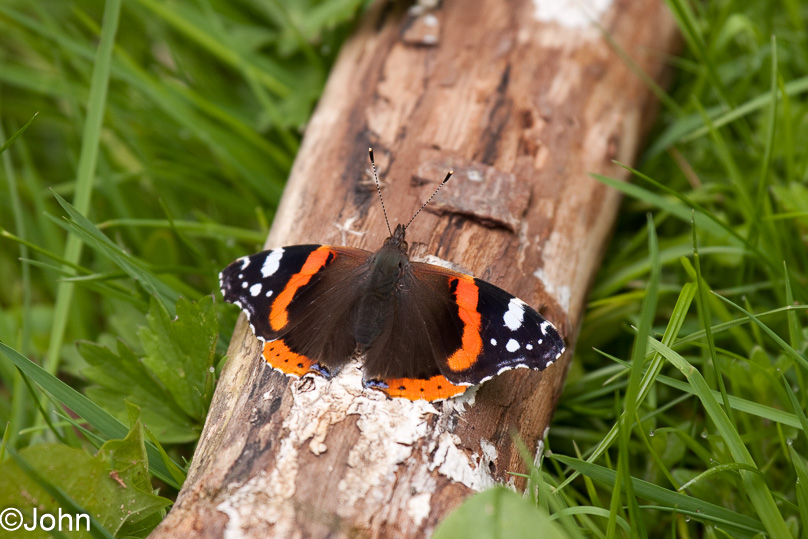 Zeeland, atalanta, dieren, tuin - 01 mei 2010