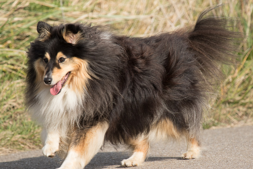 Zeeland, sara - 22 oktober 2016