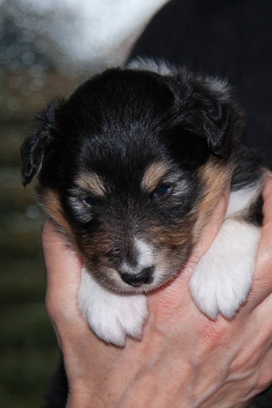 Familie - 03 december 2011