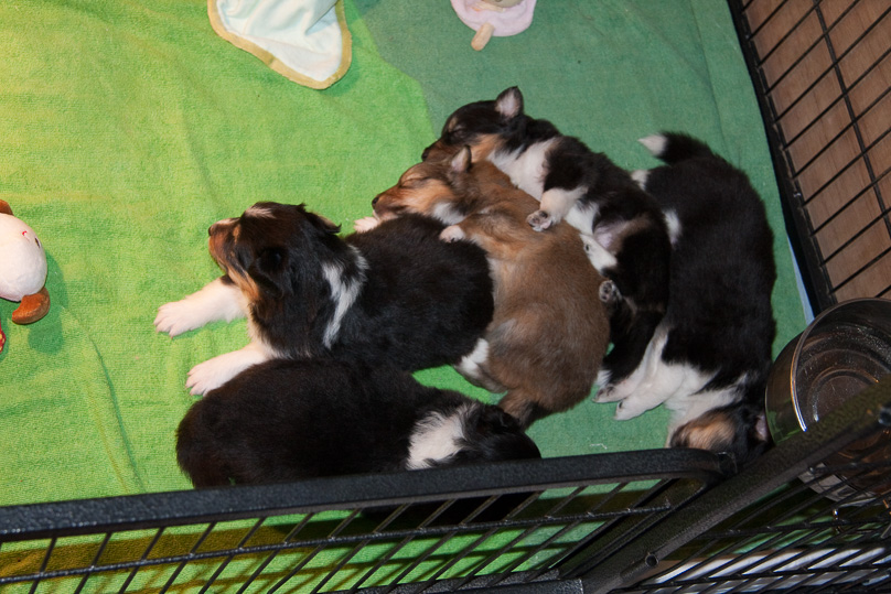 Familie - 03 december 2011