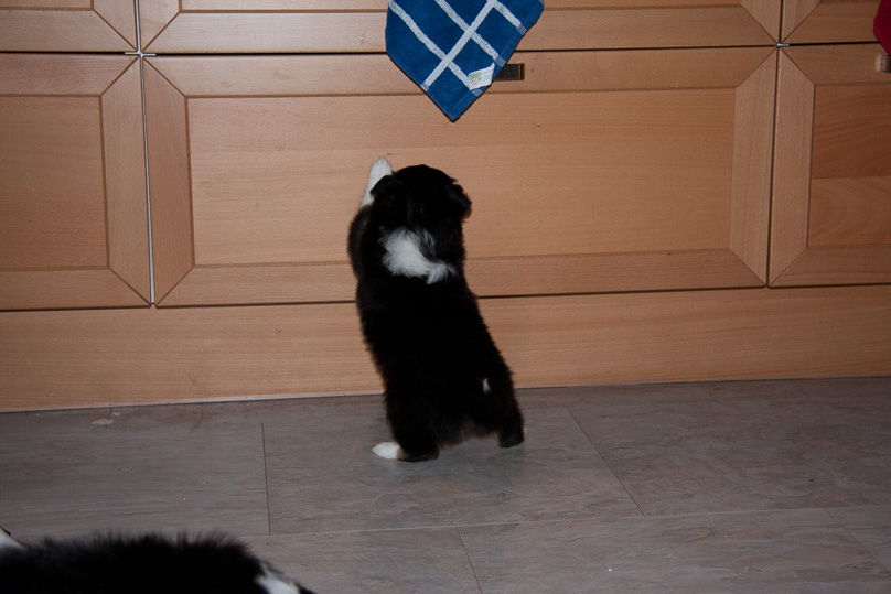 Familie - 16 december 2011