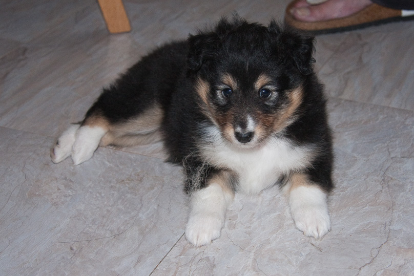 Familie - 16 december 2011