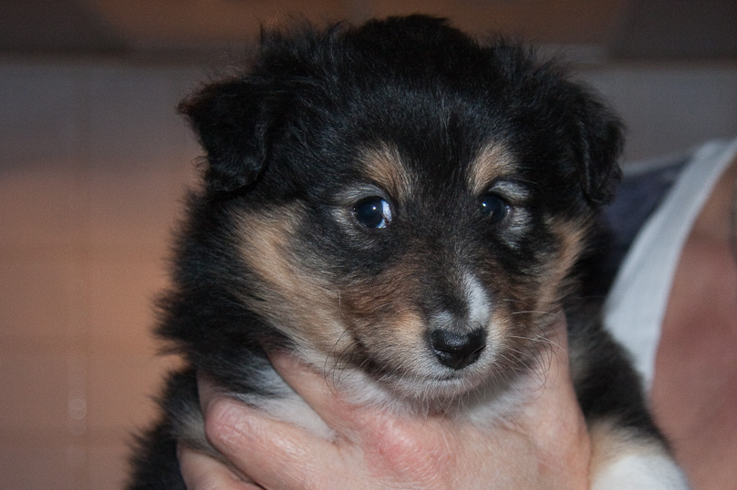 Familie - 16 december 2011